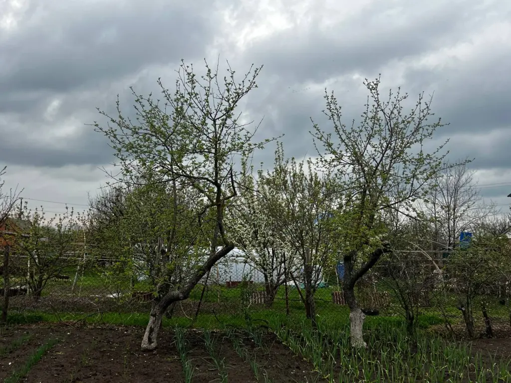 Избавьтесь от пугала и проявите креативность: мой способ защиты клубники от птиц с использованием рыболовной лески и ненужных дисков